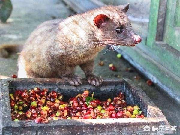 中国狸花猫能养到二十斤吗:萌萌的小花鼠真可爱，可以当宠物养吗？