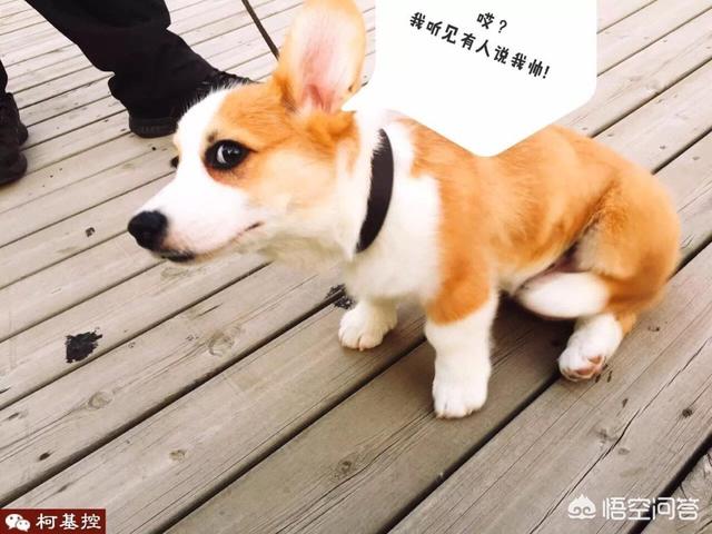 柯基幼犬适合什么狗粮:柯基犬七个月吃什么狗粮？ 柯基幼犬吃什么牌子的狗粮好