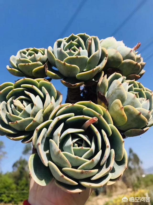 玉蝶,让肉友即爱又恨,可是它也是夏季黑腐排行榜的前几名,那咱们的玉蝶该怎么养呢？
