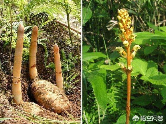 现在农村种植药材怎么样？怎么引进品种？