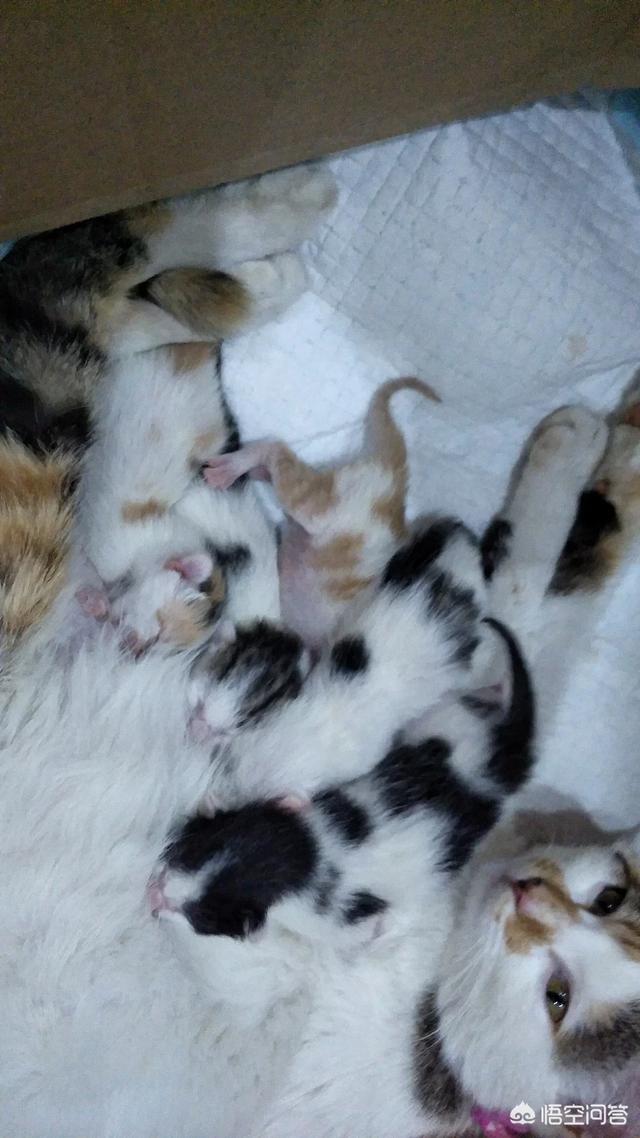 家里干净好不好,家里不干净应该养猫还是养狗？