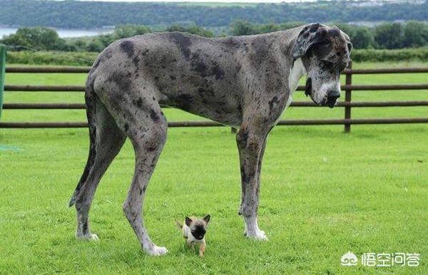 宠物狗最小的狗:最大的宠物狗有多少公斤？最小的呢？ 什么宠物狗体味最小