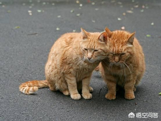 买猫:买猫时，怎么才能买着贴心、可爱、听话的猫咪          
        </div>
        <div class=
