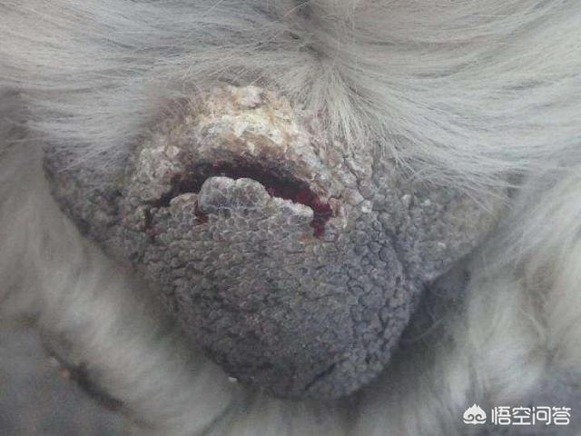 小狗脚掌有牛蜱:狗狗的脚掌肉垫破皮了，狗狗肉垫磨破皮怎么办呢？