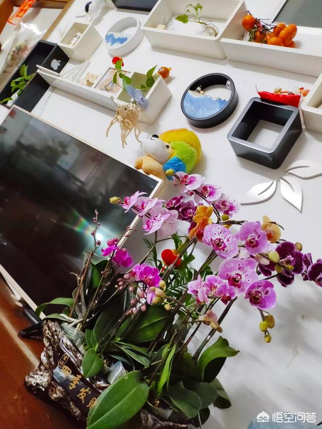 万代兰吧:万代兰图片大全 大量种植兰花有市场前景吗？