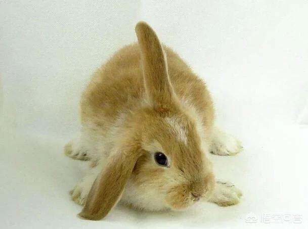 网红安哥拉兔好养吗，安哥拉兔患上了耳螨还有救吗