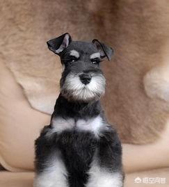 狗狗什么时候开始认主？插图4