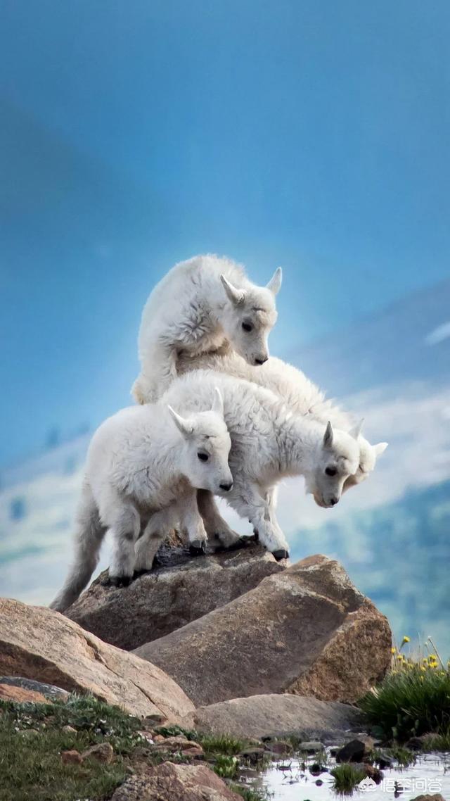 头条问答 一些山上为什么没有鸟叫 熊本熊爱影视的回答 0赞