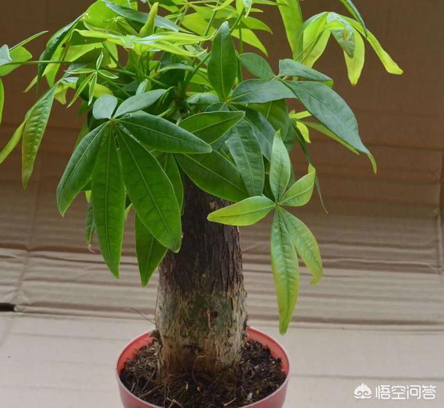 花叶万年青的作用:花叶万年青怎样盆栽和管理？