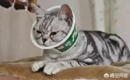 猫癣用皮特芬不可以吗:布偶猫眼睛附近长猫癣，布偶猫眼睛周围长猫癣怎么办？