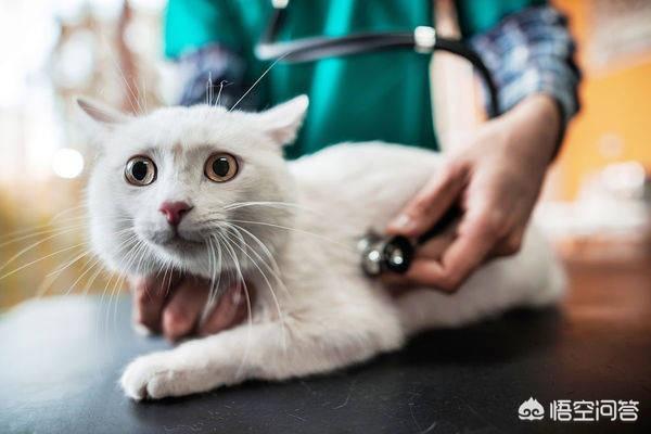 猫癣用皮特芬不可以吗:布偶猫眼睛附近长猫癣，布偶猫眼睛周围长猫癣怎么办？