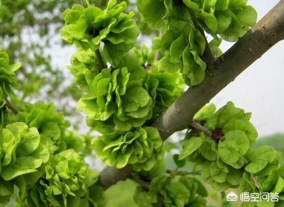 榆树的花可以食用吗？怎么做？