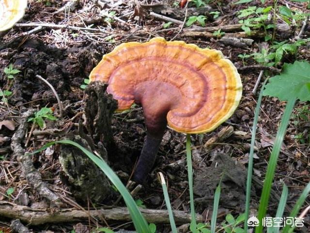 壮阳十大名贵药材，农村的山坡上有哪些名贵药材？你上山采过哪些草药？