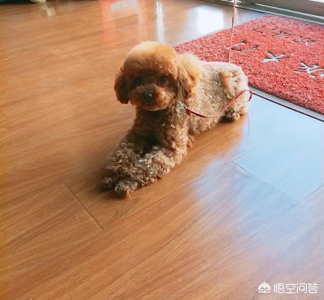 贵宾犬吃什么牌子狗粮的:贵宾犬掉毛期要吃什么好？