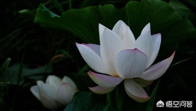 白莲花啥意思 职场中的 白莲花 是什么样的人 派贝网