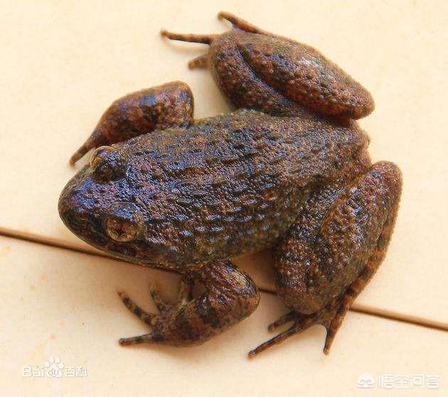 在农村小河沟里有一种动物叫做石磅,可以抓吗?