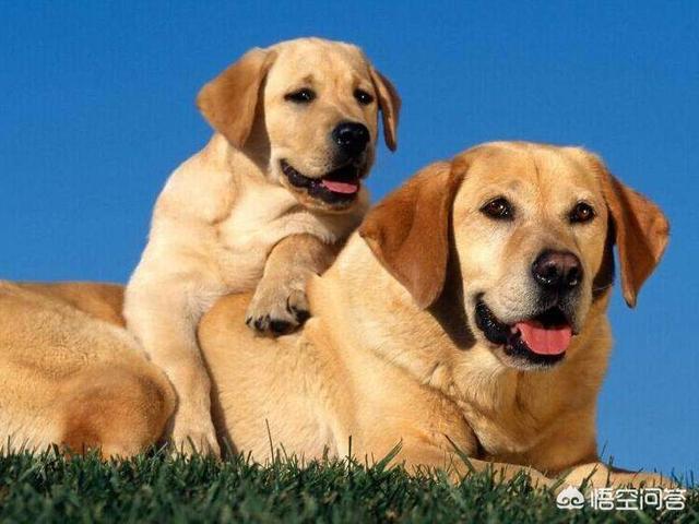 优质的拉布拉多犬性格特征有哪些:拉布拉多犬多大年纪脾气性格才能稳定？
