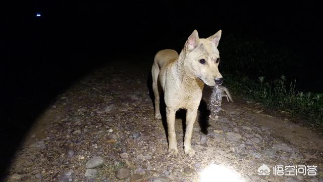 比特狗比:把比特犬和中华田园犬放到野外，谁能够生存下来？为什么？