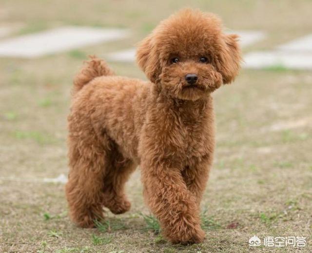 狗狗拉稀都是水怎么办:小狗拉屎有点稀可能是身体出现问题了？
