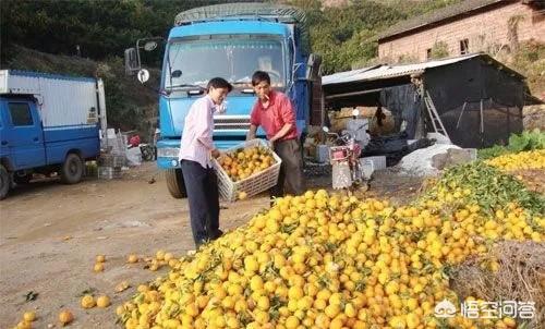 孝素制作方法视频:孝花制作方法视频 自己做的酵素可以喝吗？需要注意什么？