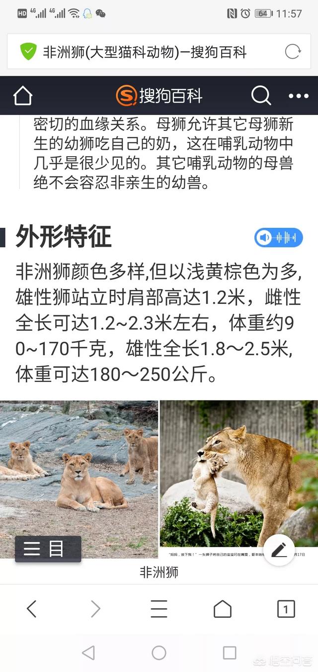 超大型犬杂交研究所:藏獒是杂交的吗?如果是的话,是什么物种杂交的呢？ 最强的杂交犬