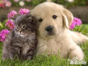 猫狗:猫和狗是否能一起养？为什么？