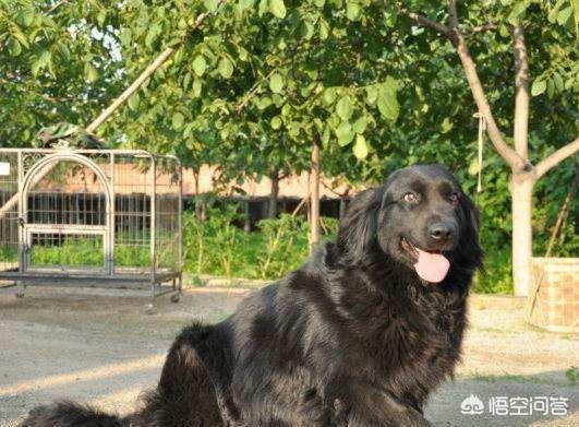 金毛猎犬与拉布拉多:如何区分拉布拉多和金毛？