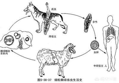 救狗:爱狗人士堵路救狗，来自疫区的狗被无害化处理，你怎么看？
