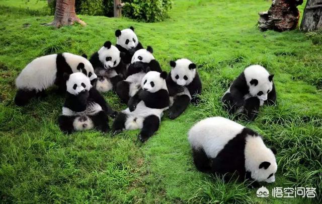 熊猫和饲养员吵架:大熊猫会不会依赖它的饲养员呢
