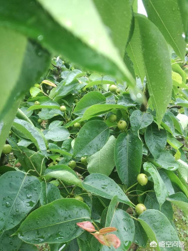 梨树的病虫害防治与管理，在农村的六月份，梨树要治哪些病打哪些农药