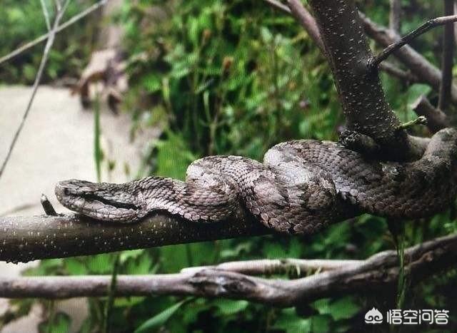玉米蛇是爬行动物爱好者的完美宠物，农村有些蛇常在树上，它们是如何爬树的什么蛇喜欢爬树呢
