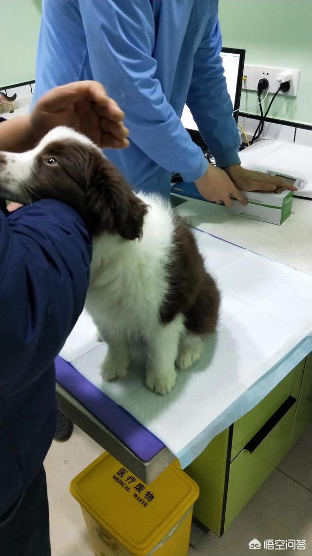 南阳边境牧羊犬图片:如何从品相上选购边境牧羊犬？