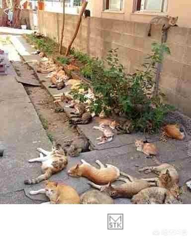 吸猫:猫咪聚众吸猫草会是一种怎样的体验？