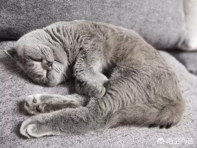 猫图:猫咪对不同的人会有区别吗？ 猫图片头像
