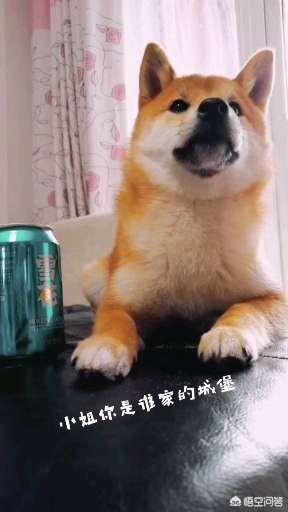 苏俄猎狼犬吧:高加索猎狼犬与中亚牧羊犬什么区别？