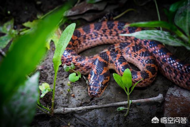 在农村菜园子浇菜,看到一条非常漂亮的红蛇,这种红颜色的蛇有毒吗?