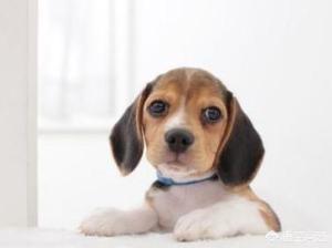 比格猎犬特点:养一只比格犬是一种怎样的体验？