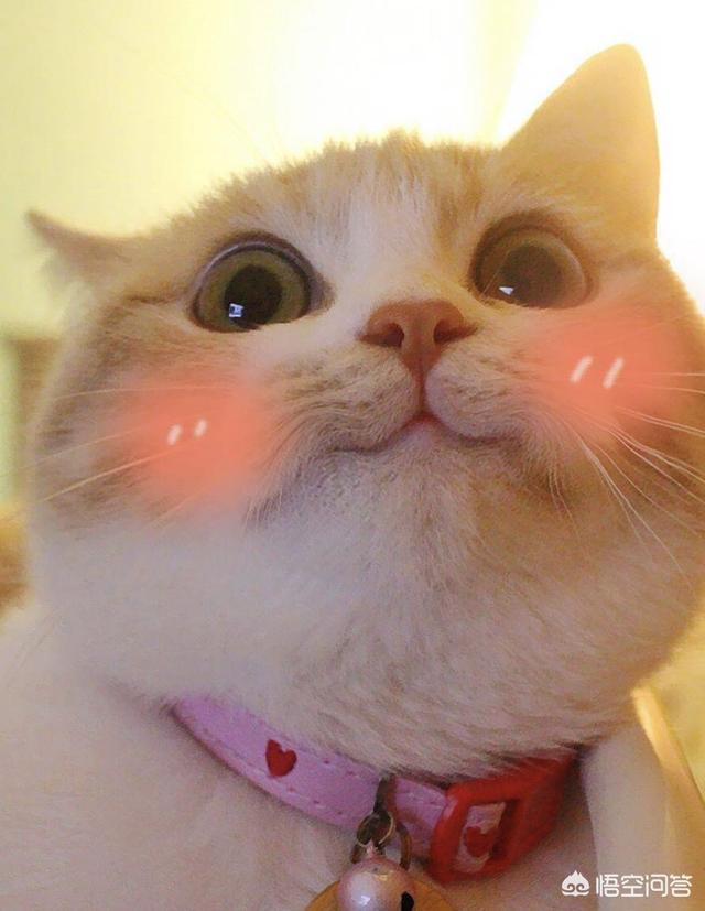 英短吃什么猫粮胖脸？