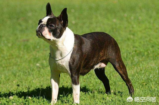 罗威士梗颜色:如何区分波士顿梗和法国斗牛犬？