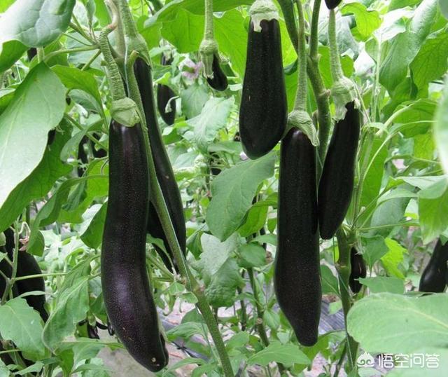 头条问答 自家菜园子种植的茄子开花多 结果少 这是什么原因造成的呢 17个回答