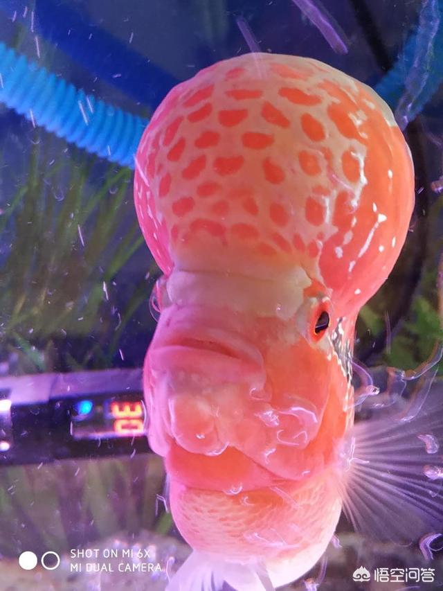 水族:水族新手刚入坑，如何获得最佳用户体验？