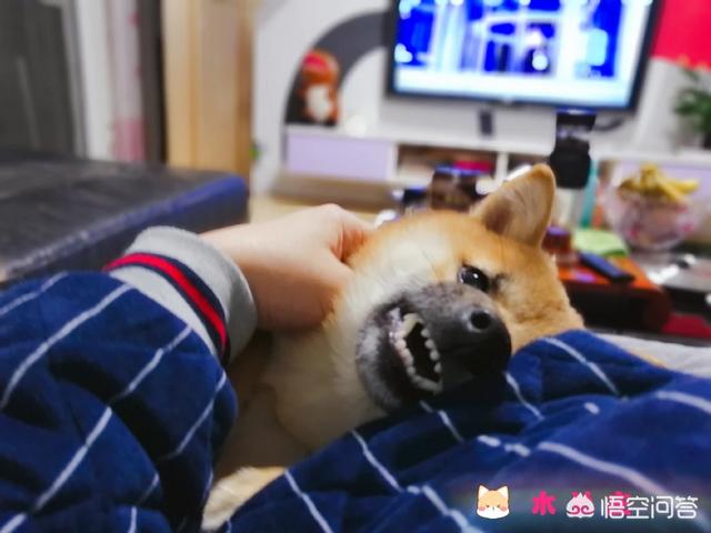 狗狗冲冲冲边牧:喜欢聪明的狗狗，养边牧好，还是柯基好？