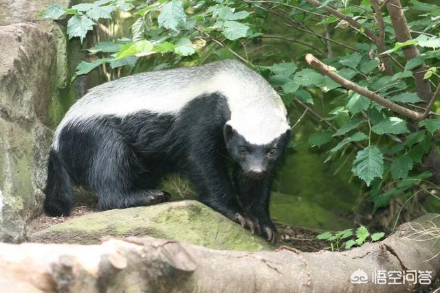 蜜罐和比特犬打架视频:成年狞猫是否打得过一只比特犬？为什么？