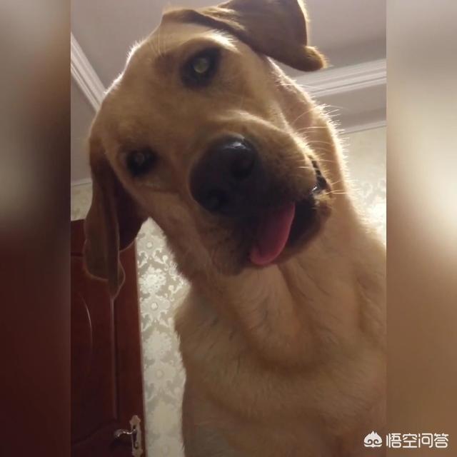 如何让狗狗进入下体验:和家中的金毛犬视频通话是种什么样的体验？