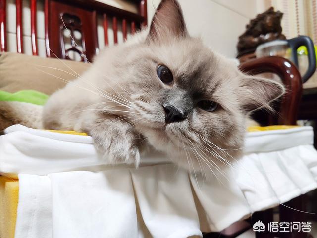 盆景猫 谣言:宠物会不会成为新冠病毒的隐患？