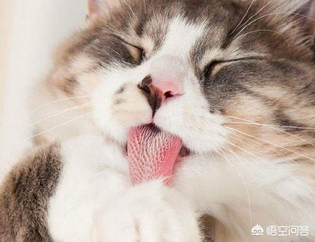 养猫还是养狗:没有养过宠物，应该先养猫还是先养狗？