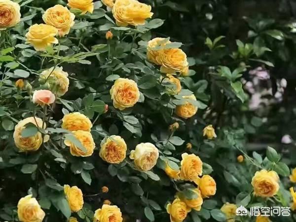 最香的几款月季品种是什么？插图9