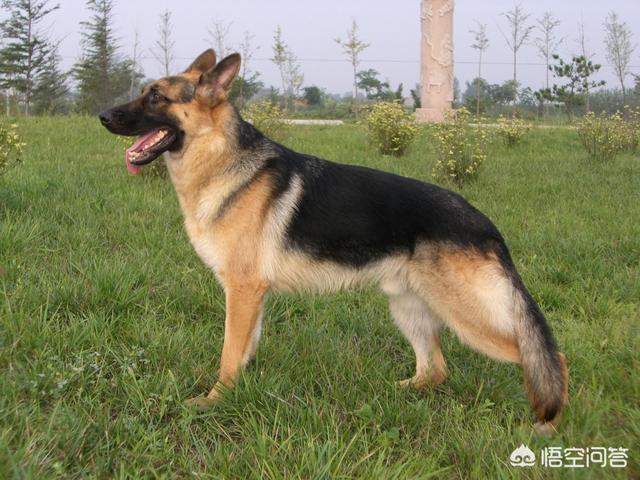 山东墨界黑狼58同城网:我国的哪种狼犬排行世界第一？为什么？