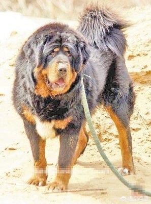 洛阳罗威纳犬价格:违规饲养烈性犬，洛阳一居民被罚1000元, 你怎么看？