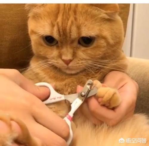 铲屎官应如何给猫咪剪指甲，该怎么帮猫剪指甲，要剪多少